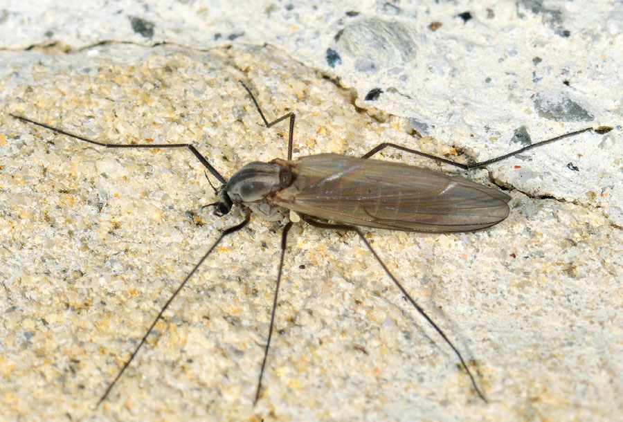 femmina di Chironomidae